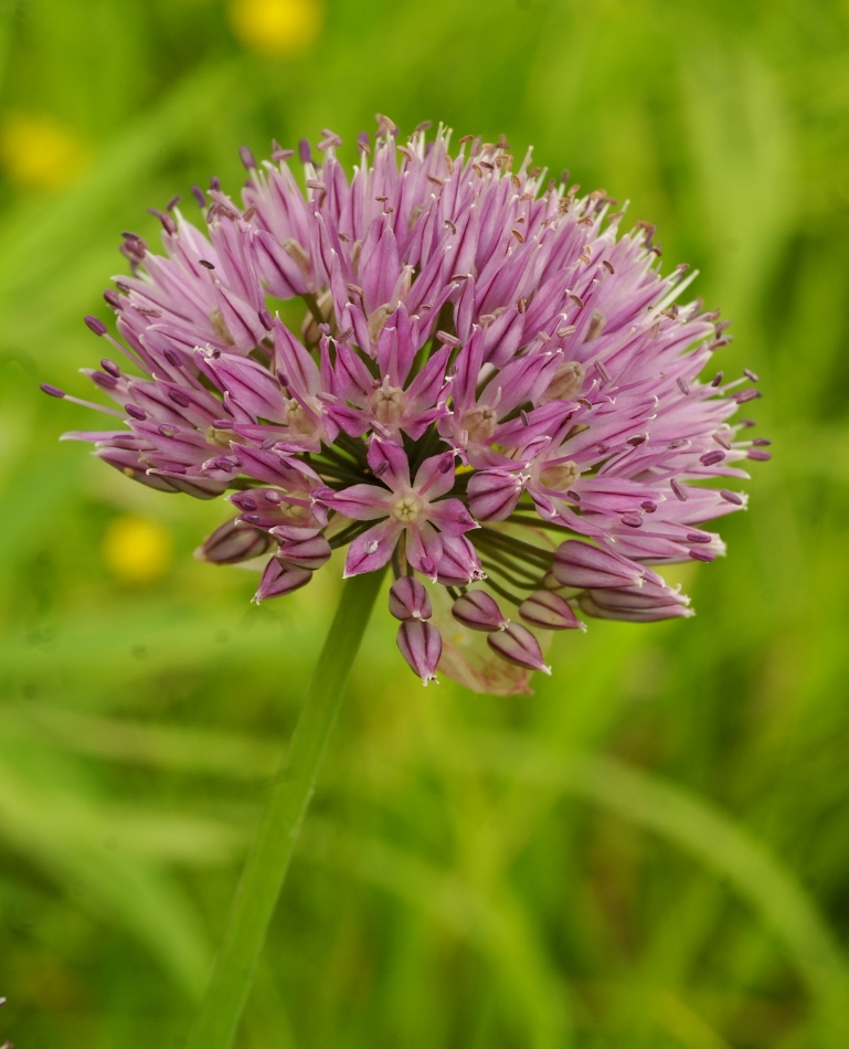 Image of Allium maximowiczii specimen.