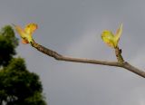 Davidia involucrata variety vilmoriniana. Верхняя часть веточки с молодыми побегами. Германия, г. Дюссельдорф, Ботанический сад университета. 02.06.2014.