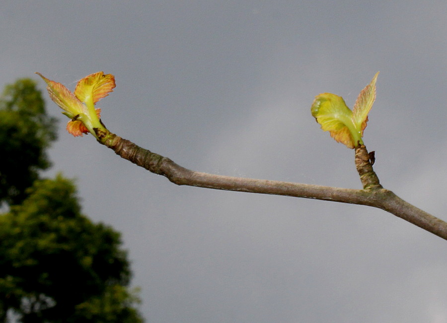 Изображение особи Davidia involucrata var. vilmoriniana.