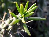 Austrocylindropuntia subulata