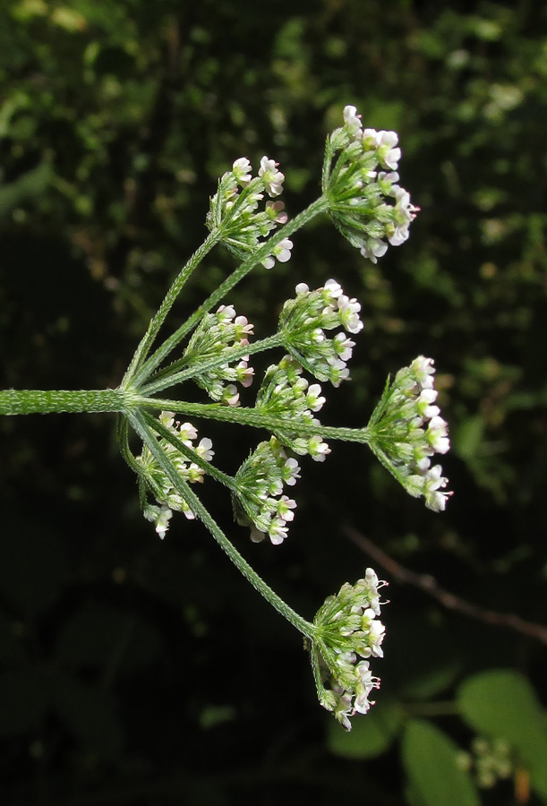 Image of Torilis japonica specimen.