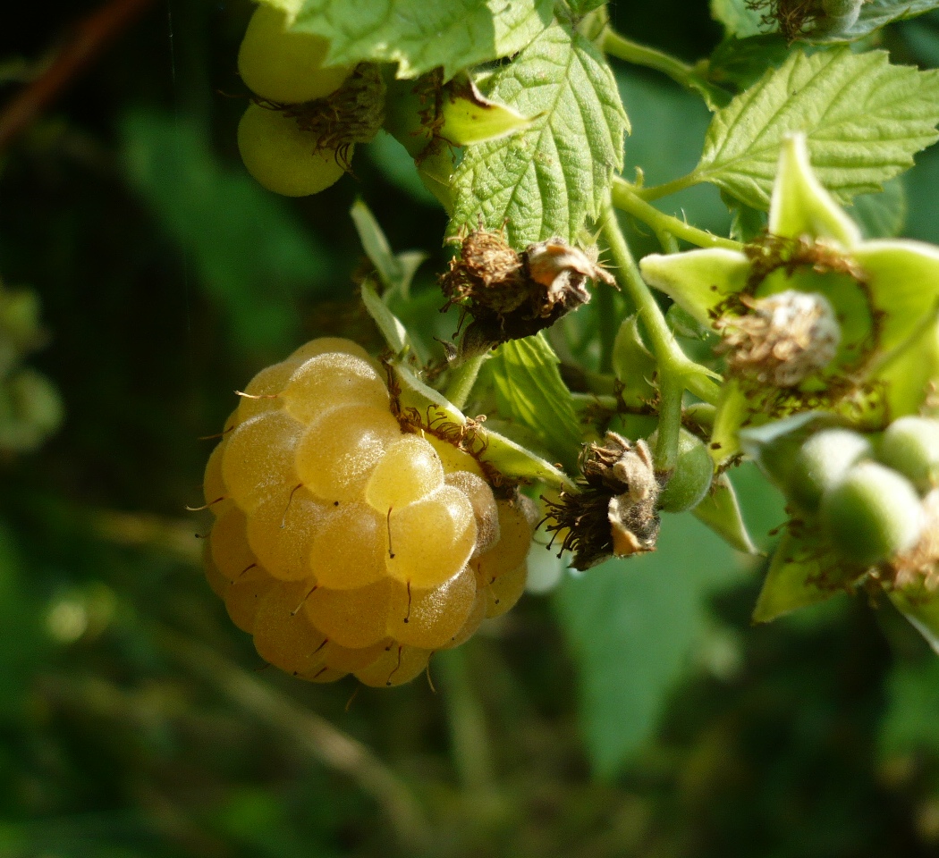 Image of Rubus idaeus specimen.