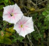 Convolvulus cantabrica. Цветки. Израиль, Верхняя Галилея, гора Мерон, 10.05.2014.