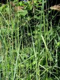 genus Calamagrostis