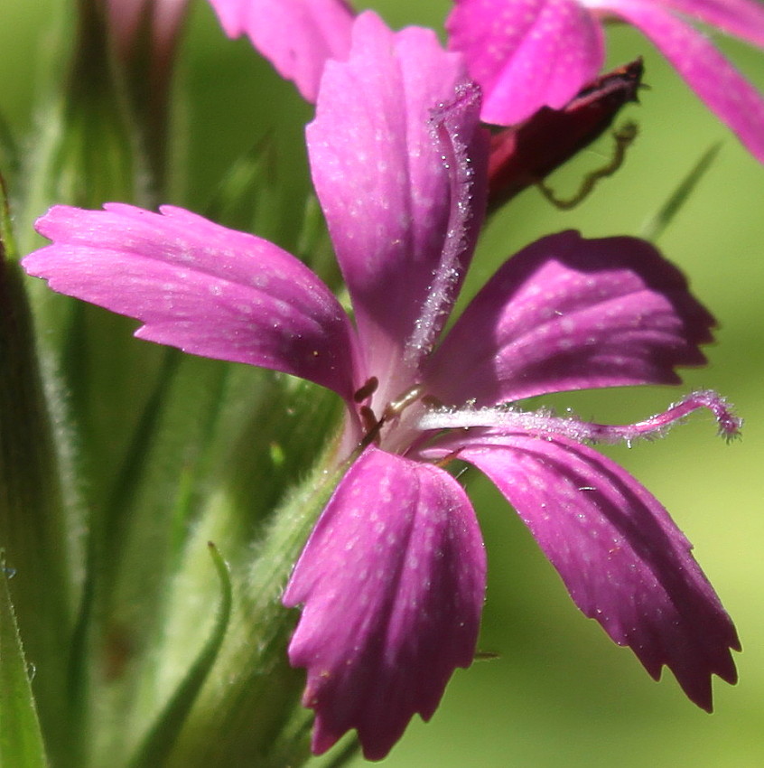 Image of Dianthus armeria specimen.