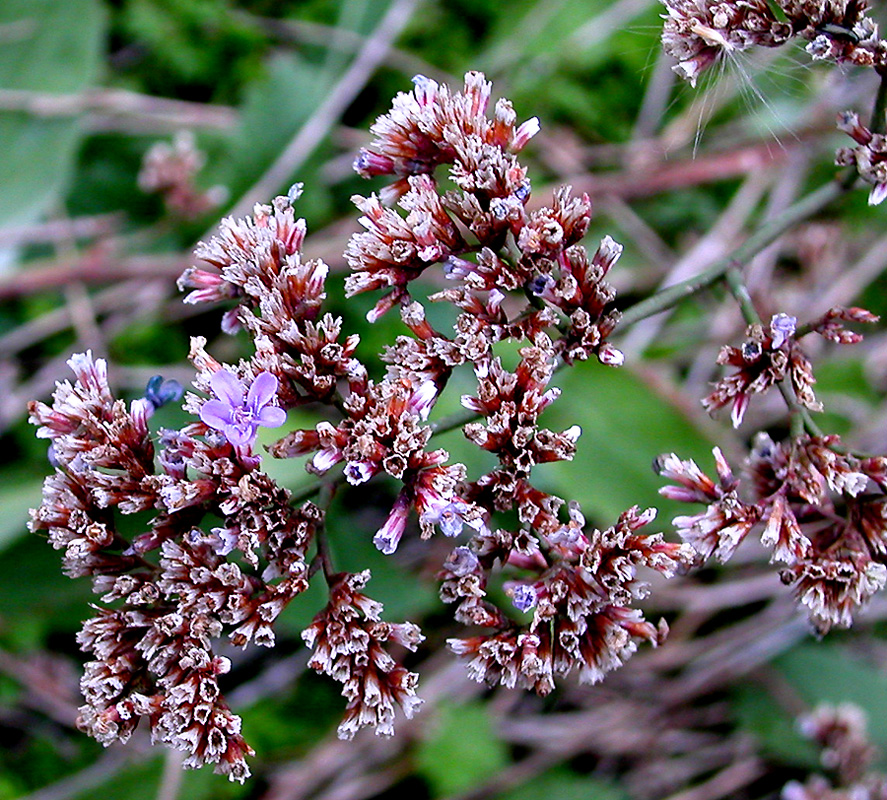 Изображение особи Limonium scoparium.