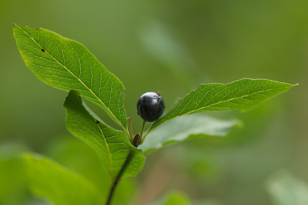 Image of Lonicera orientalis specimen.