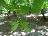 Acer cappadocicum