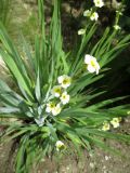 Sisyrinchium striatum. Цветущее растение. Крым, Ялта, Ливадийский парк. 21.05.2014.