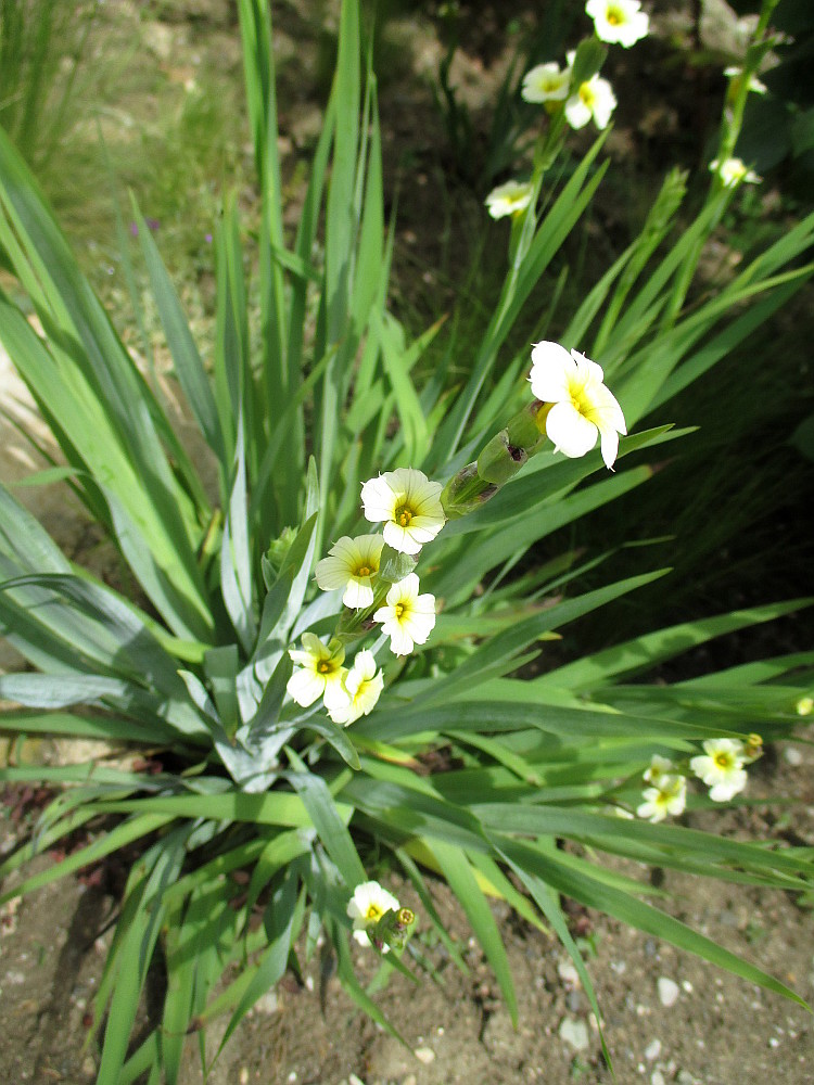 Изображение особи Sisyrinchium striatum.