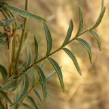 Astragalus cornutus