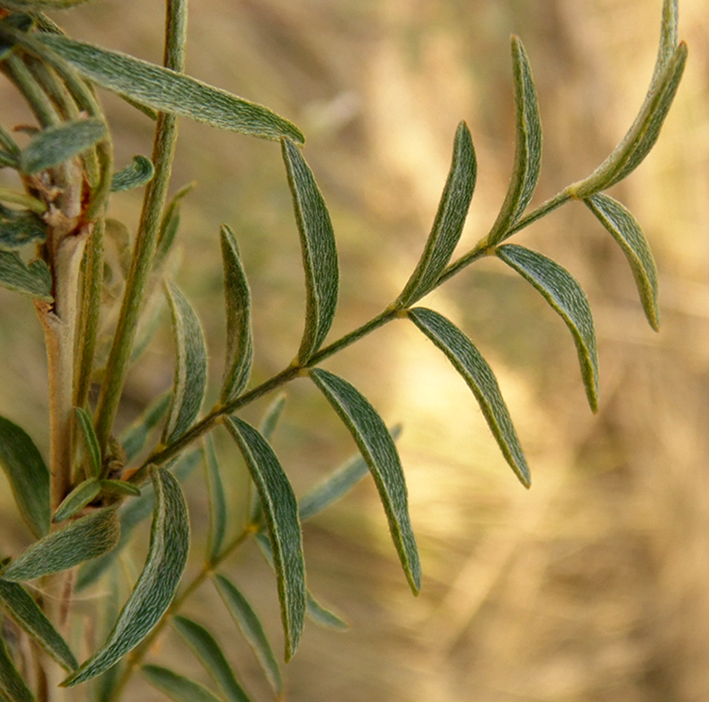 Изображение особи Astragalus cornutus.