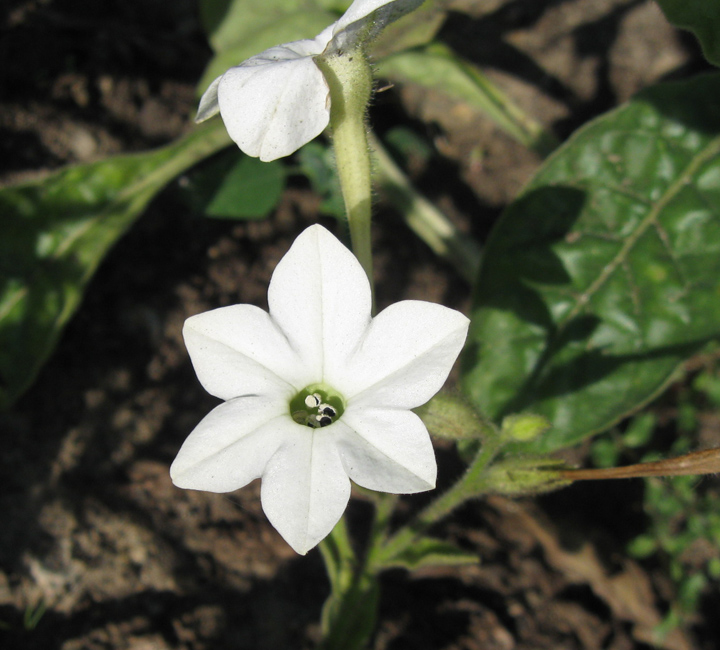 Image of Nicotiana alata specimen.