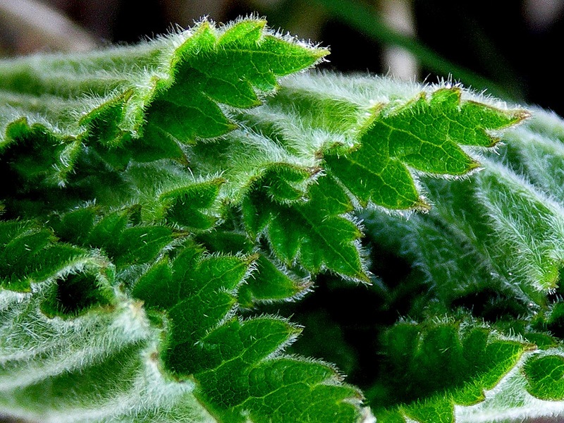 Image of Heracleum lanatum specimen.