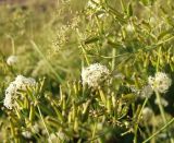 Anthriscus sylvestris. Верхушка растения с соцветиями и соплодиями. Кольский полуостров, Восточный Мурман, пос. Дальние Зеленцы. 31.08.2009.