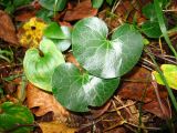 Asarum europaeum