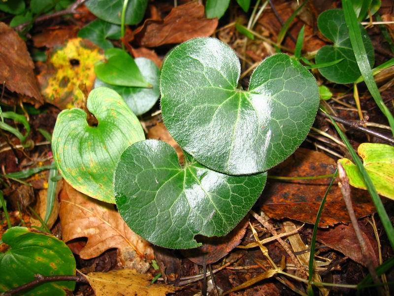 Image of Asarum europaeum specimen.