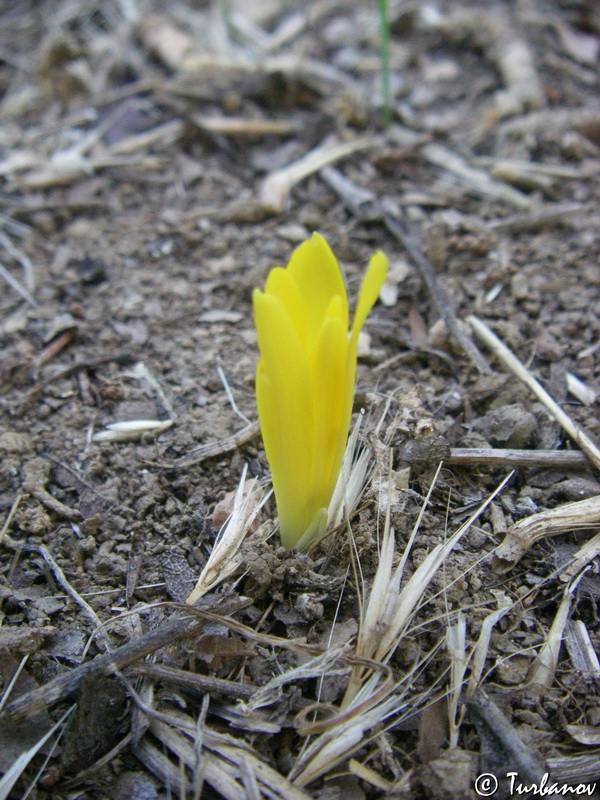 Image of Sternbergia colchiciflora specimen.