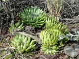 Orostachys spinosa. Растения на остепнённом склоне сопки. Восточный Казахстан, берег Усть-Каменогорского водохранилища. 09.08.2009.