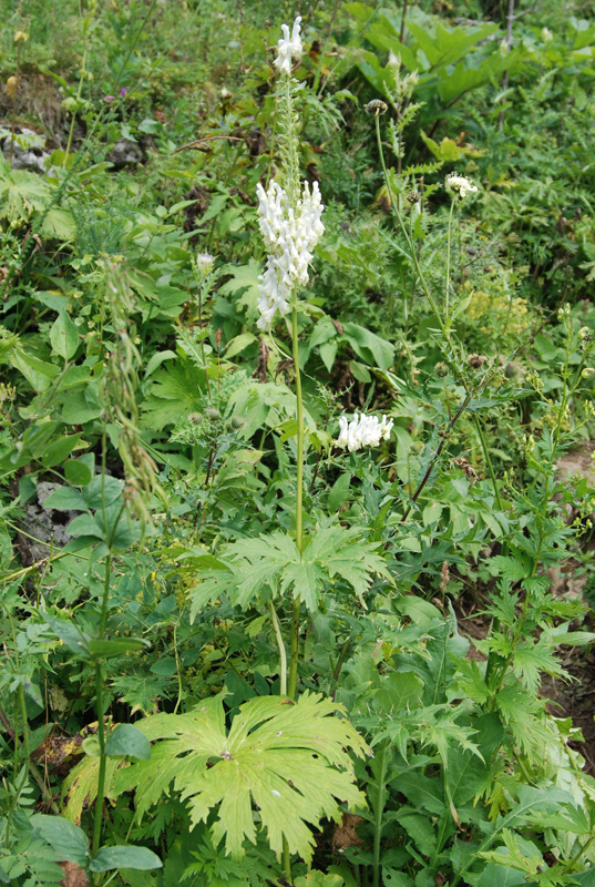 Изображение особи Aconitum orientale.