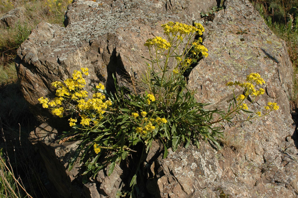 Image of Patrinia intermedia specimen.