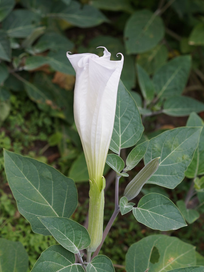 Изображение особи Datura innoxia.