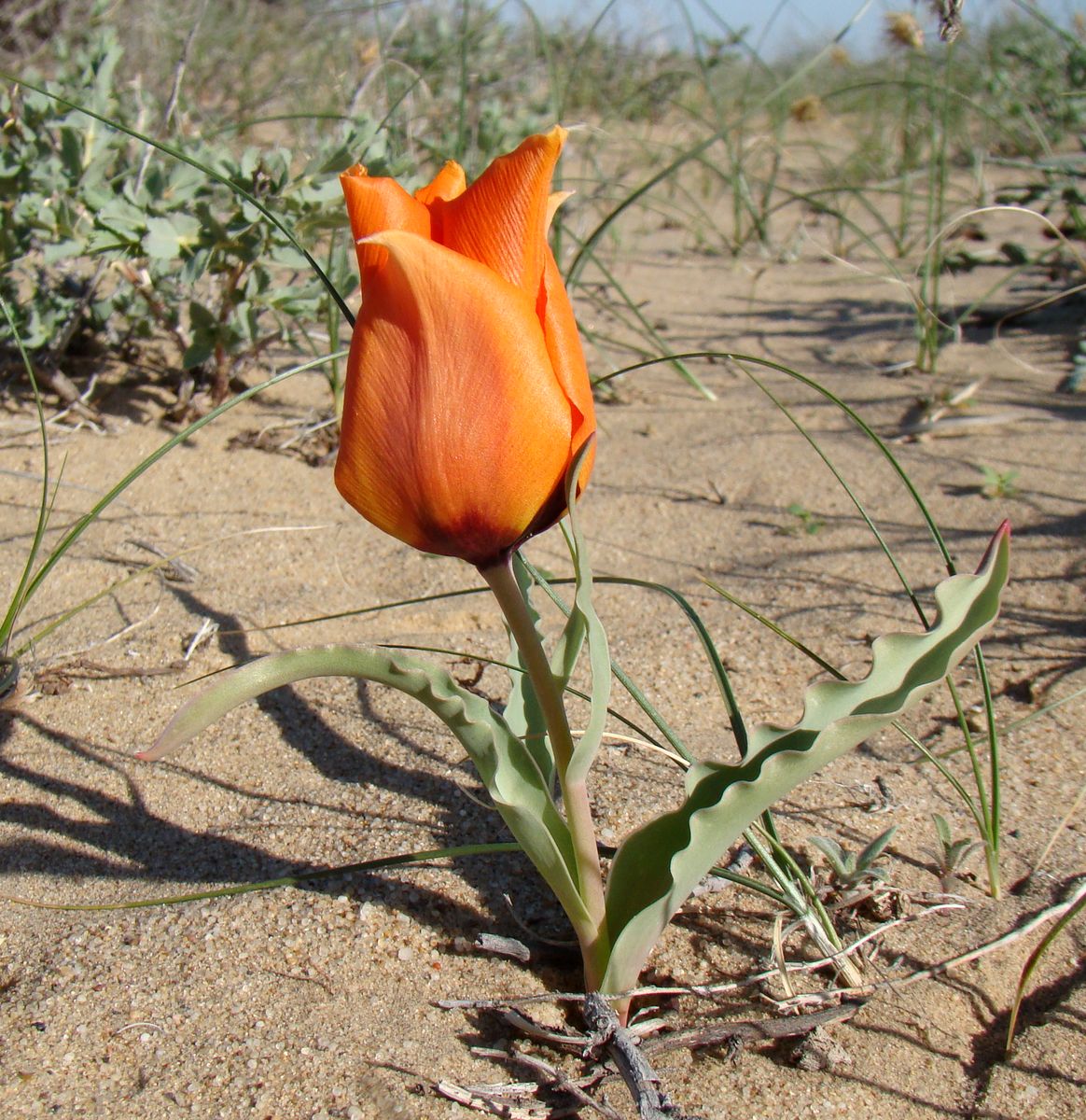 Image of Tulipa borszczowii specimen.