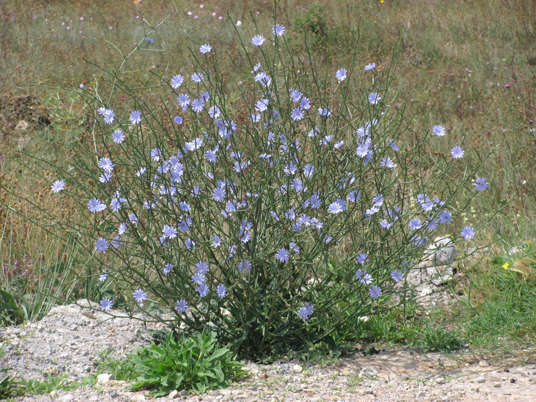 Image of Cichorium intybus specimen.