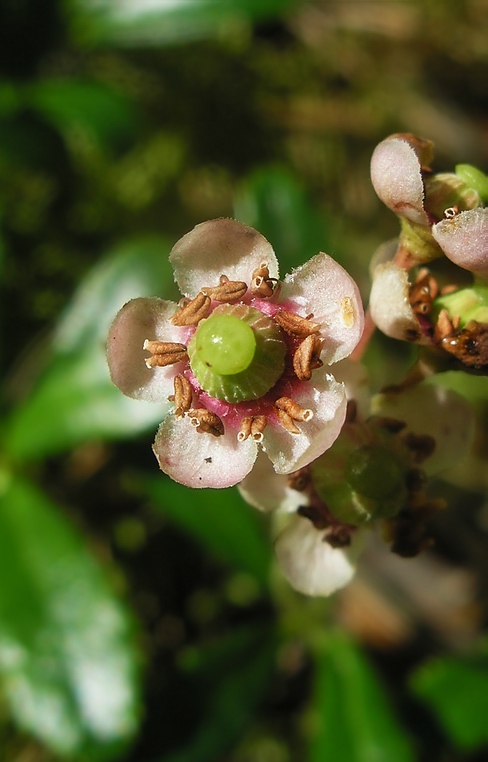 Изображение особи Chimaphila umbellata.