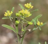 Meniocus linifolius. Верхушка цветущего растения. Узбекистан, г. Ташкент, пос. Улугбек, санитарно-защитная зона. 21.03.2015.