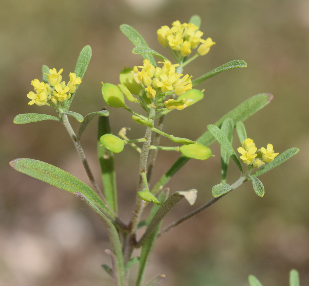 Изображение особи Meniocus linifolius.