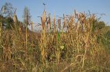 род Typha. Плодоносящие растения. Краснодарский край, окр. г. Крымск, берег р. Адагум. 06.09.2014.