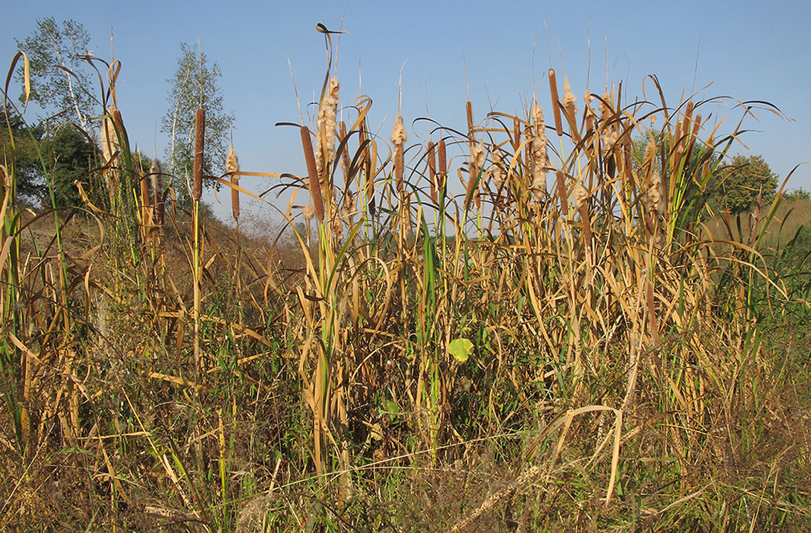 Изображение особи род Typha.