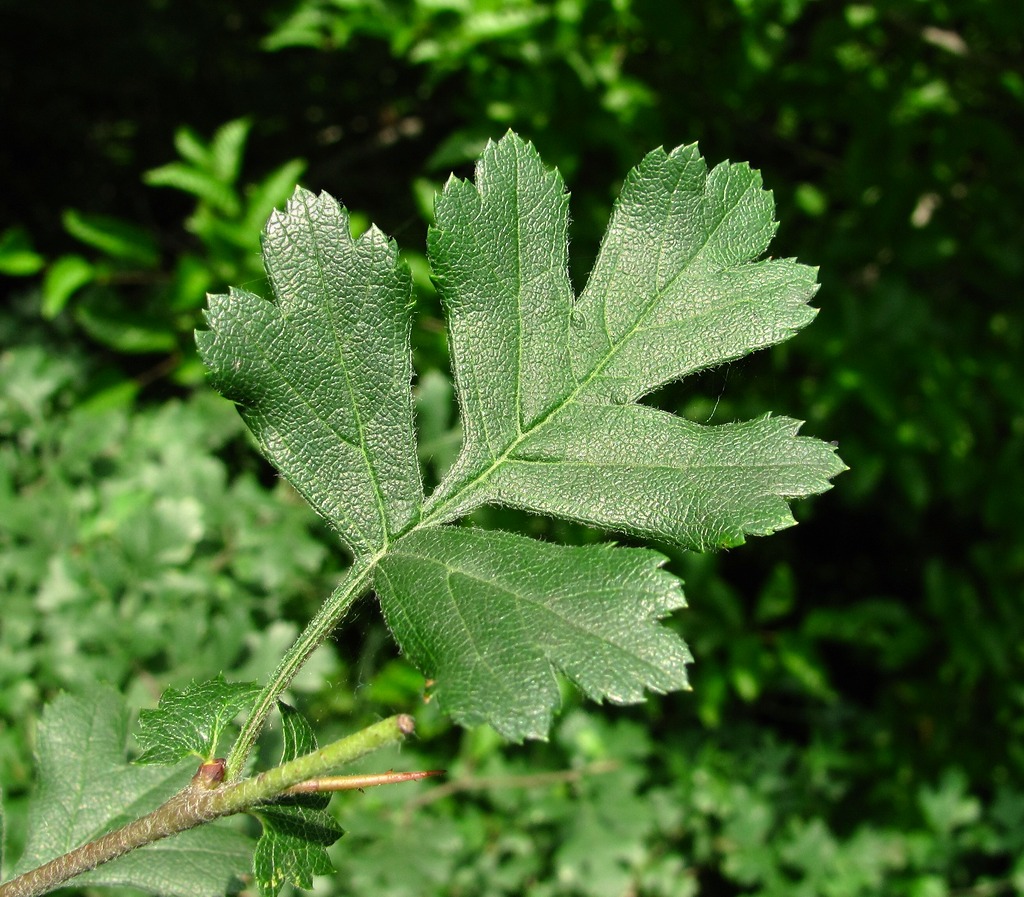 Изображение особи род Crataegus.