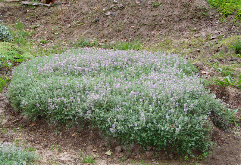 Image of Thymus lavrenkoanus specimen.