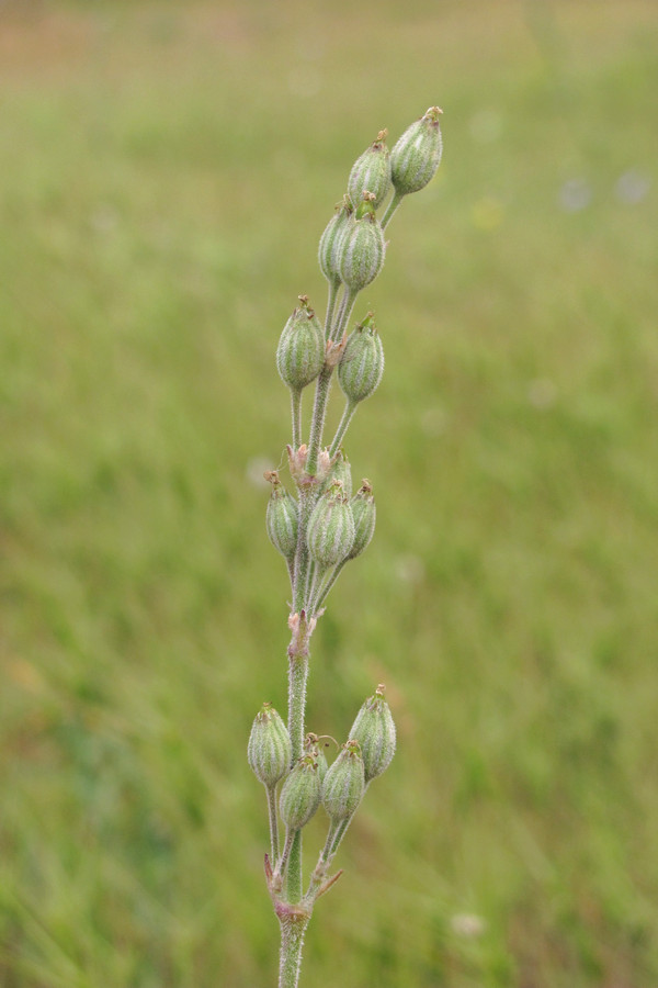 Image of Silene hellmannii specimen.