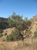 Crataegus pontica