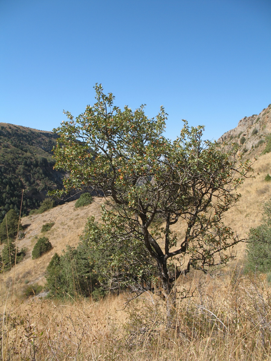 Image of Crataegus pontica specimen.