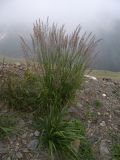 Calamagrostis caucasica