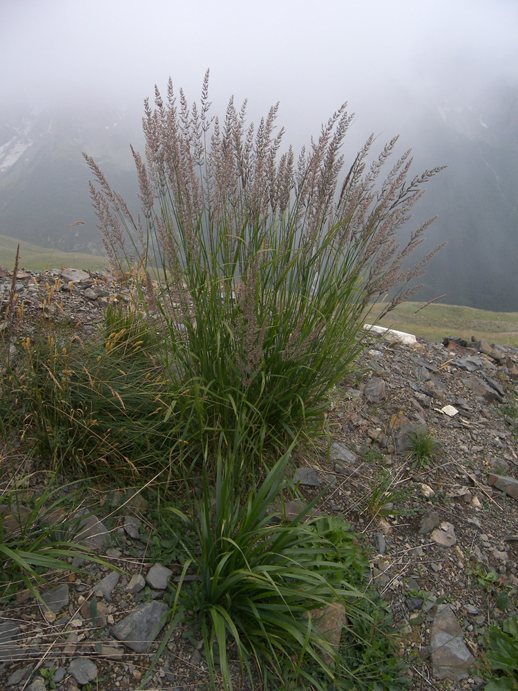 Image of Calamagrostis caucasica specimen.