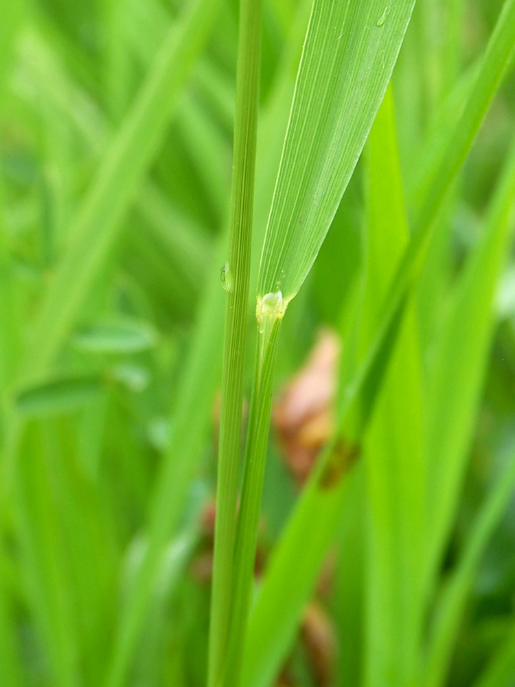 Image of Brachypodium pinnatum specimen.