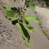 Verbascum gnaphalodes