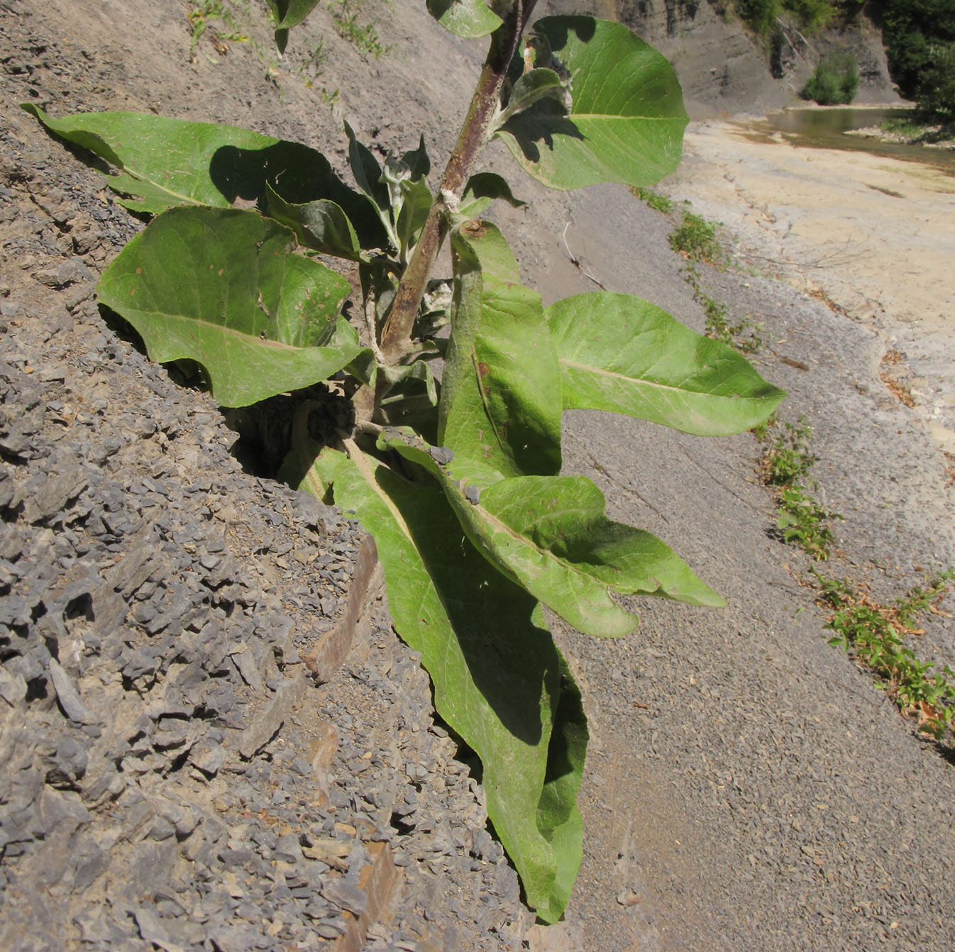 Image of Verbascum gnaphalodes specimen.