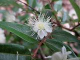 Austromyrtus