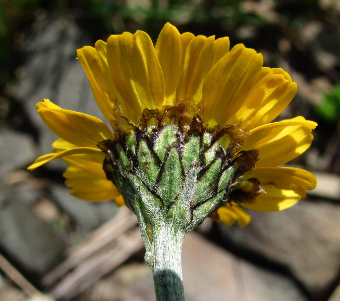 Image of Anthemis marschalliana ssp. pectinata specimen.
