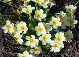 Primula vulgaris