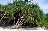 Pandanus tectorius. Плодоносящее растение. Андаманские острова, остров Нил, песчаный пляж. 02.01.2015.