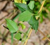 Vigna luteola