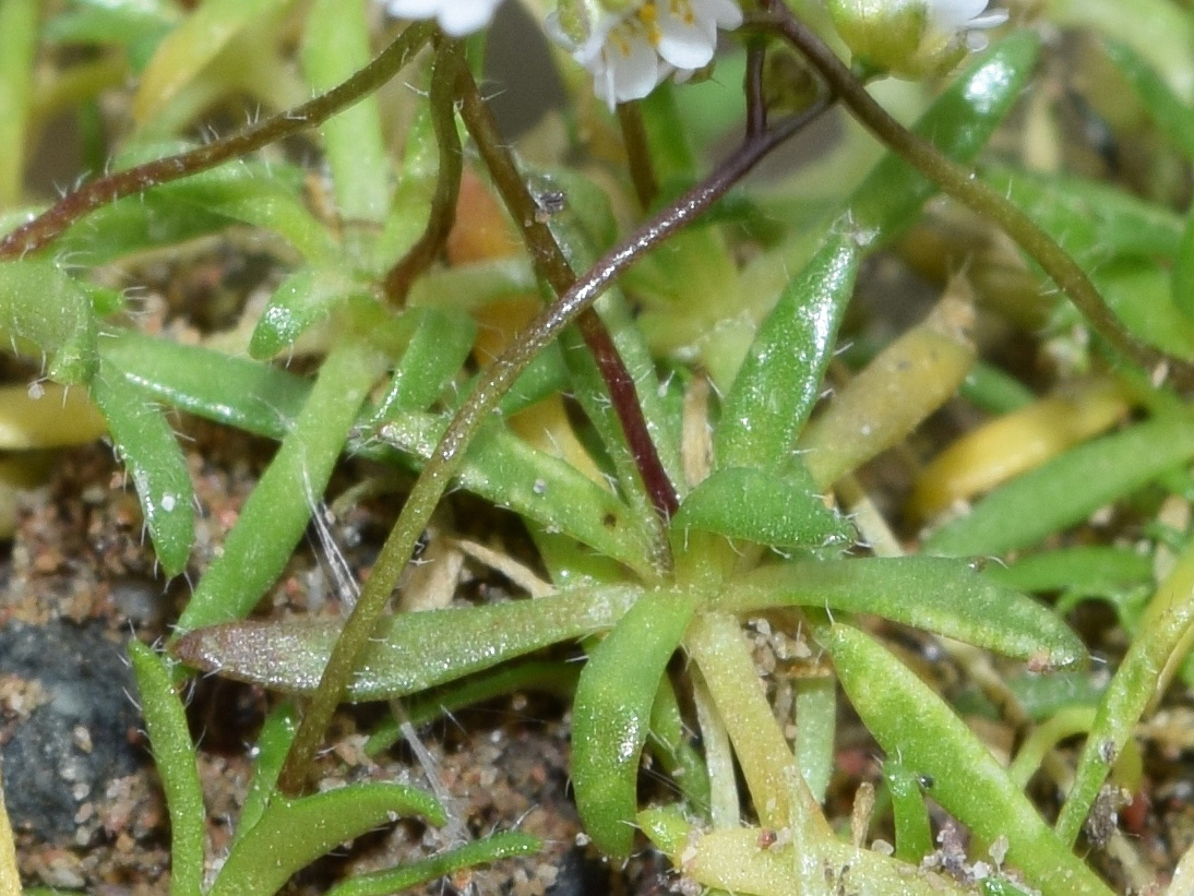 Image of Erophila verna specimen.