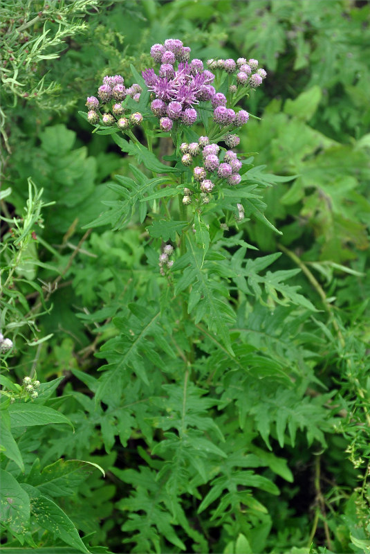 Изображение особи Saussurea pulchella.